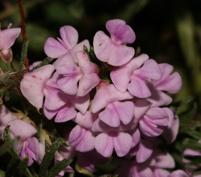 Indigofera pappei, photographed by Brian du Preez