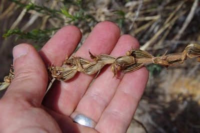 Sotoa confusa, photographed by Eric Knight