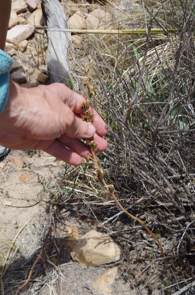 Sotoa confusa, photographed by Eric Knight