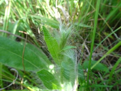 Hieracium longipilum, photographed by Thomas Koffel