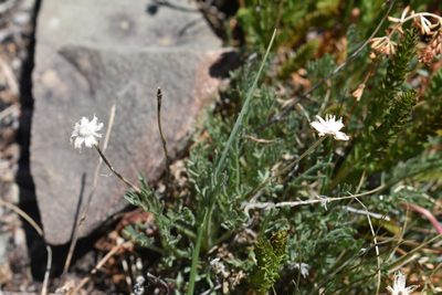 Erigeron pinnatisectus, photographed by John Powers
