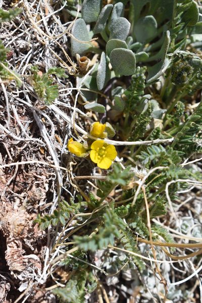 Physaria alpina, photographed by John Powers