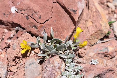 Physaria alpina, photographed by John Powers