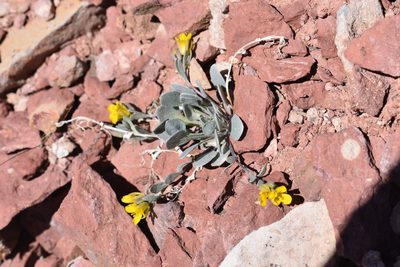 Physaria alpina, photographed by John Powers