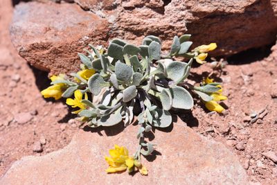 Physaria alpina, photographed by John Powers