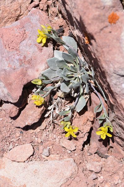 Physaria alpina, photographed by John Powers