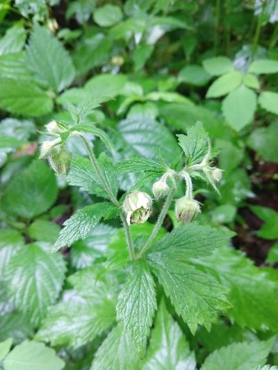 Geum geniculatum, photographed by Jamie Carter