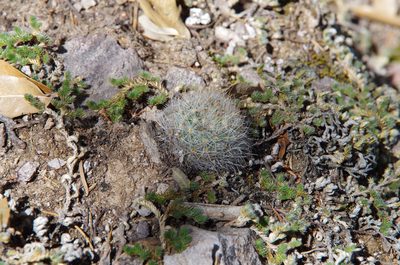 Pelecyphora dasyacantha, photographed by Eric Knight