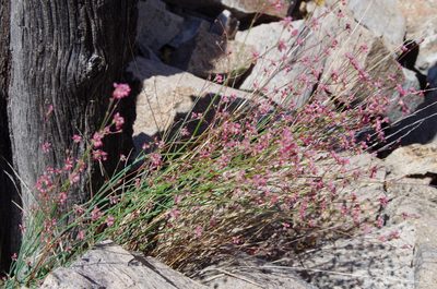 Eriogonum tenellum, photographed by Eric Knight
