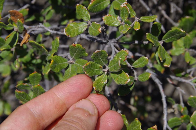 Quercus intricata, photographed by Eric Knight
