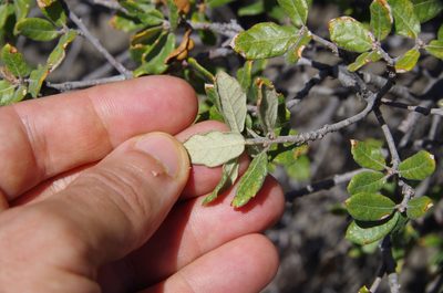 Quercus intricata, photographed by Eric Knight