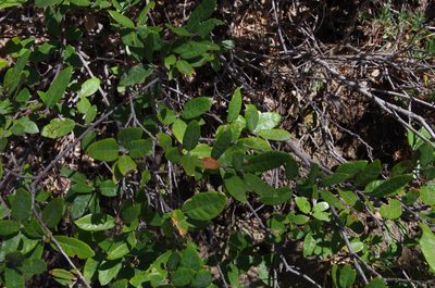 Quercus intricata, photographed by Eric Knight
