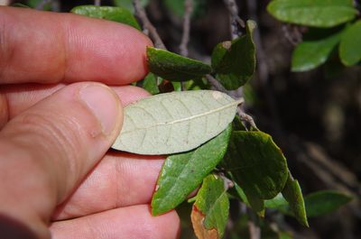 Quercus intricata, photographed by Eric Knight