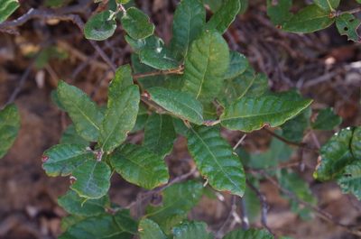 Quercus intricata, photographed by Eric Knight