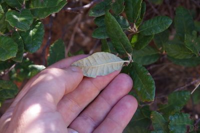 Quercus intricata, photographed by Eric Knight