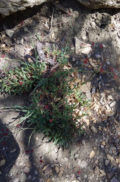 Eriogonum hemipterum, photographed by Eric Knight