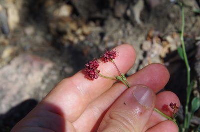 Eriogonum hemipterum, photographed by Eric Knight