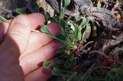 Eriogonum hemipterum, photographed by Eric Knight
