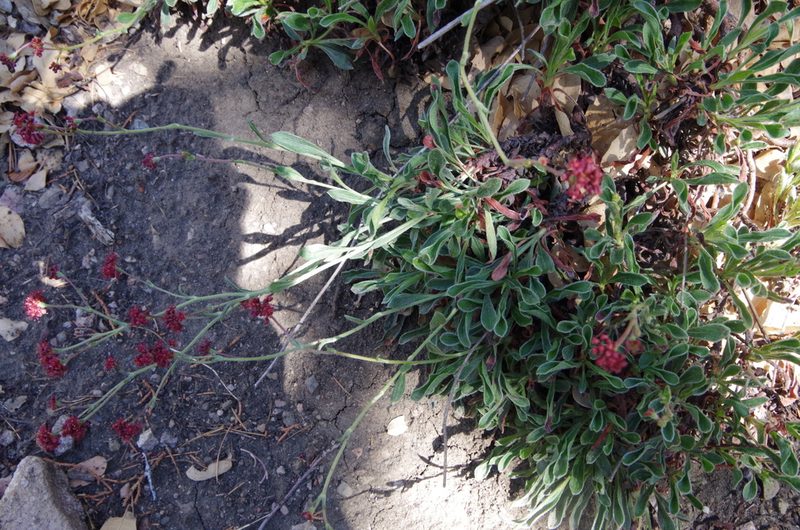 Eriogonum hemipterum, photographed by Eric Knight