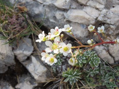 Saxifraga callosa, photographed by Emanuele Santarelli