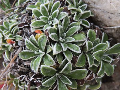 Saxifraga callosa, photographed by Emanuele Santarelli
