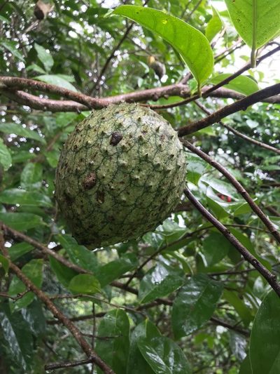 Annona montana, photographed by Ana Caroline Lima