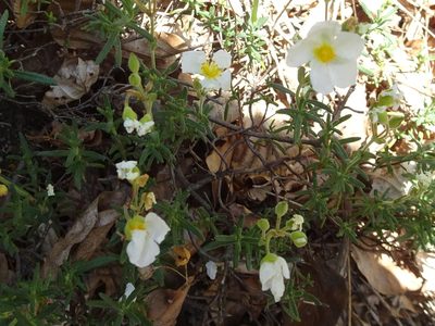 Cistus umbellatus, photographed by Thomas Koffel