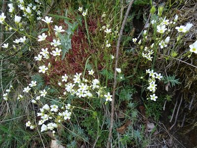 Saxifraga fragosoi, photographed by Thomas Koffel