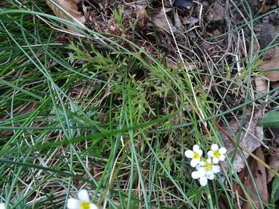 Saxifraga fragosoi, photographed by Thomas Koffel