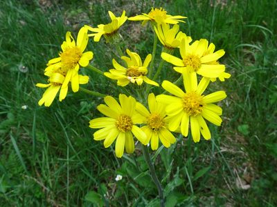 Tephroseris helenitis, photographed by Thomas Koffel