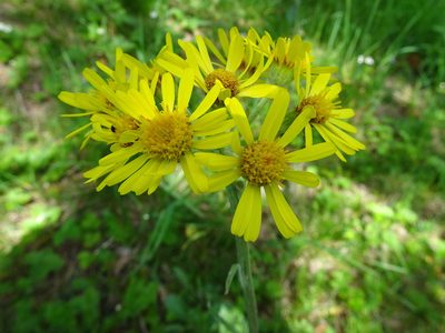 Tephroseris helenitis, photographed by Thomas Koffel