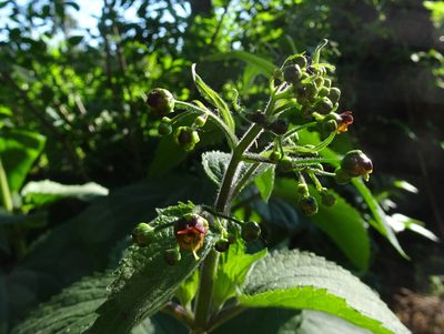 Scrophularia alpestris, photographed by Thomas Koffel