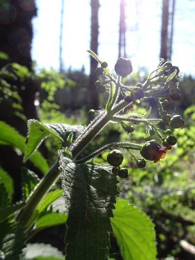 Scrophularia alpestris, photographed by Thomas Koffel