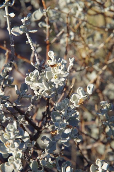 Leucophyllum candidum, photographed by Eric Knight