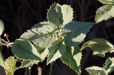 Abutilon malacum, photographed by Eric Knight
