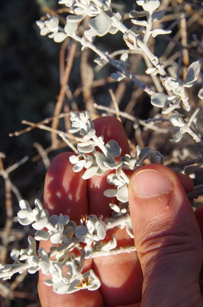 Leucophyllum candidum, photographed by Eric Knight