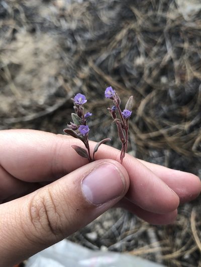 Phacelia austromontana, photographed by Nina House