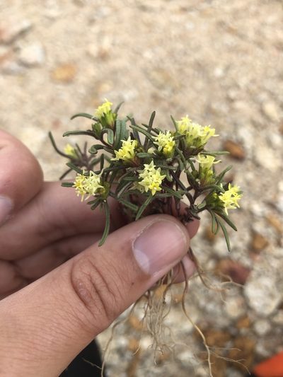 Orochaenactis thysanocarpha, photographed by Nina House