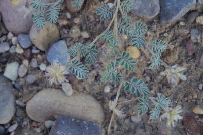 Dalea neomexicana, photographed by Eric Knight