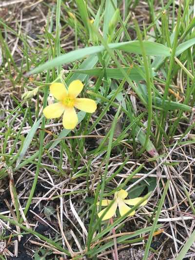 Linum compactum, photographed by Eric Lamb