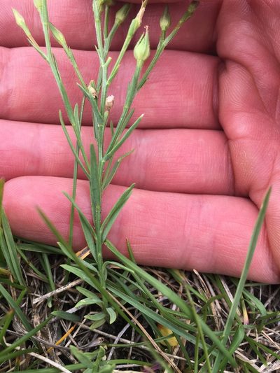 Linum compactum, photographed by Eric Lamb