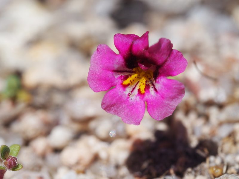 Diplacus thompsonii, photographed by Nina House