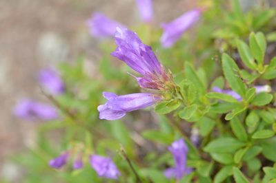 Penstemon cardwellii, photographed by David Anderson