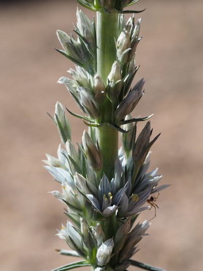 Frasera tubulosa, photographed by Nina House
