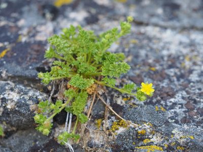 Potentilla saxosa, photographed by Nina House