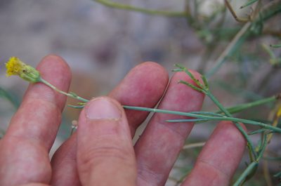 Porophyllum scoparium, photographed by Eric Knight