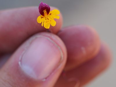 Erythranthe barbata, photographed by Nina House