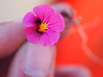 Diplacus bicolor, photographed by Nina House