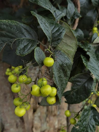 Ehretia latifolia, photographed by Eduardo Chacón Madrigal