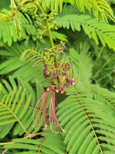 Calliandra calothyrsus, photographed by Eduardo Chacón Madrigal